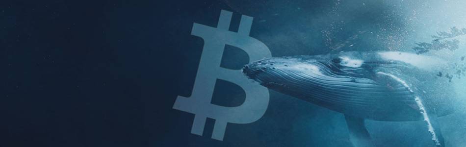 Crypto Whales Scoop Up $227 Million in Bitcoin Amid Market Dip