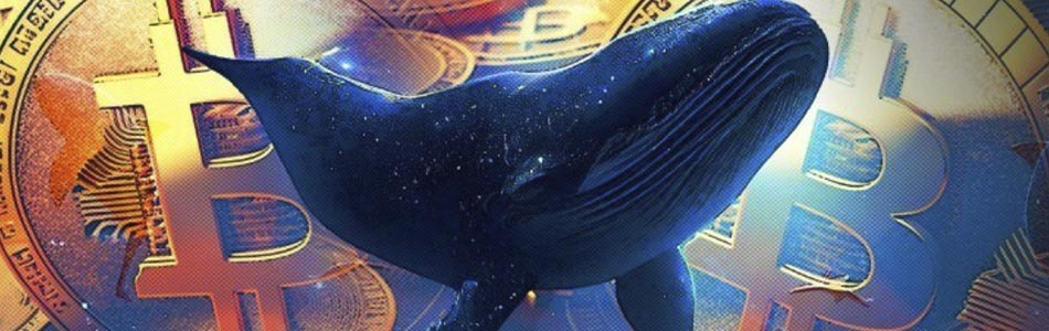 Smart Whale Earns $74 Million Following Bitcoin ETF Approval